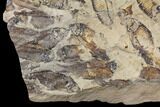 12.4" Fossil Fish (Gosiutichthys) Mortality Plate - Lake Gosiute - #130053-1